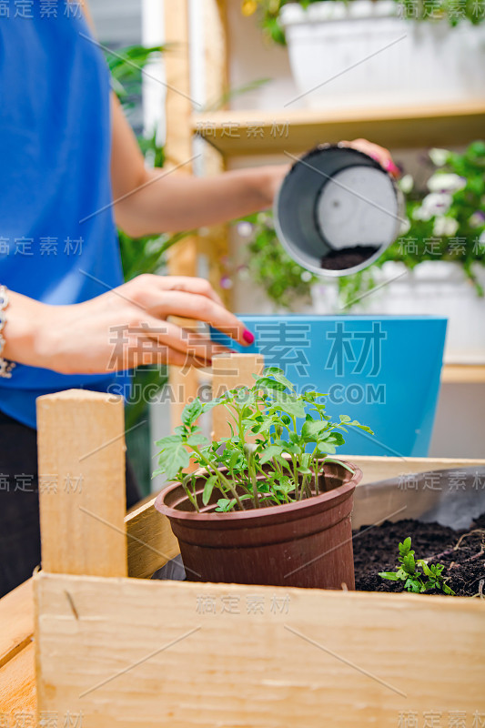 照顾自家种植的植物/香料的女孩。