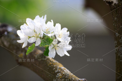 樱花盛开