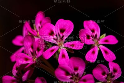 野生天竺葵的花
