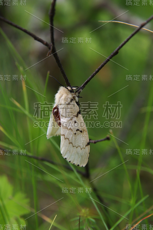 舞毒蛾(舞毒蛾)在森林的一个小树枝上