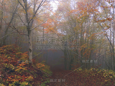 秋天:森林里的雾