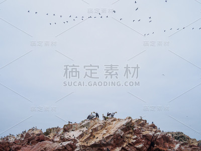 秘鲁巴列斯塔斯群岛上的鸟类