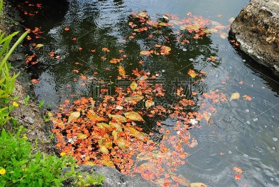 近距离的艳红火焰树花漂浮在一个花园池塘