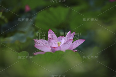 夏日的荷花盛开了