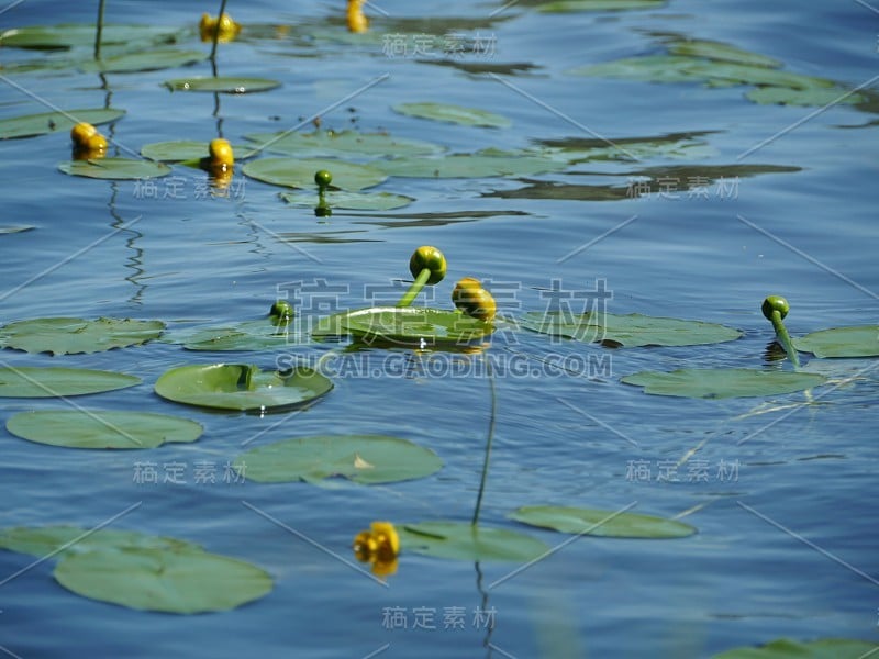 flowers yellow water lily flowers on blue water