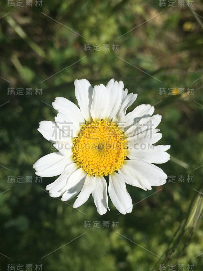 黛西
