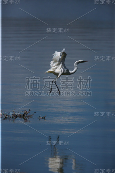 鹳
