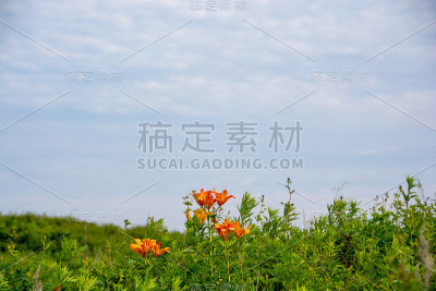 夏日田野里的桔黄色百合