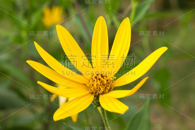 洋姜。黄色topinambur花
