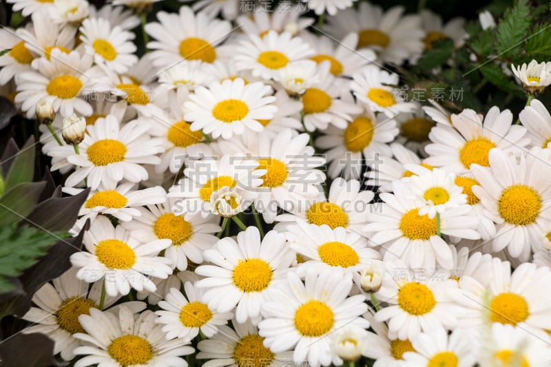 Daisys