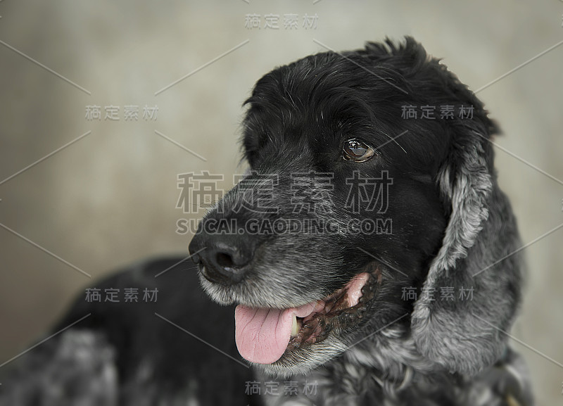 可爱和有趣的狗肖像照片可卡犬