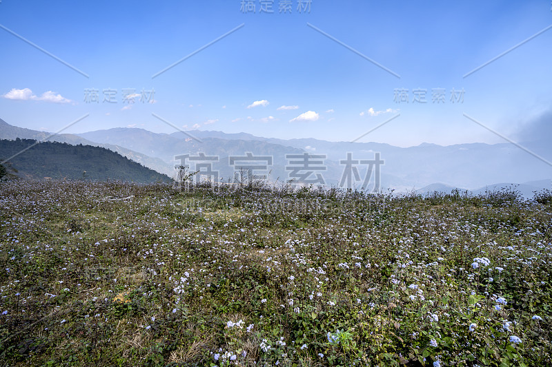 清晨田里的杂草开花了。美丽的风景在sonla省的山区，越南