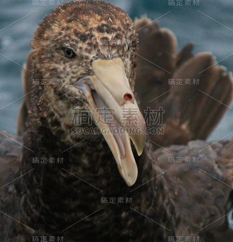 北方巨海燕——哈利巨海燕