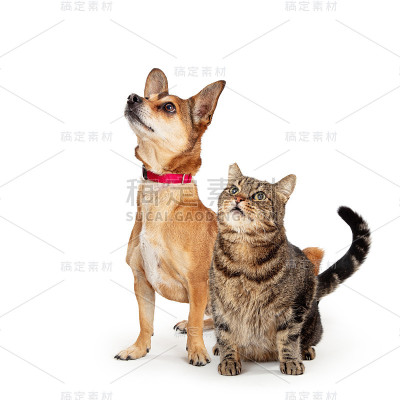 感兴趣的狗和猫一起向上看