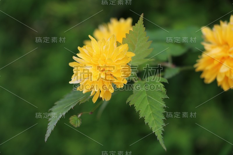 中国棣棠属山茶花朵