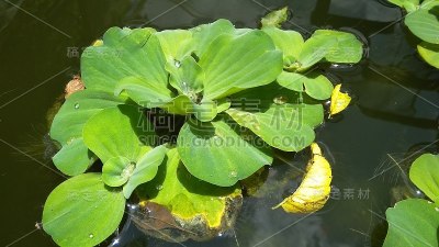 木邦绿色和浮动水生植物