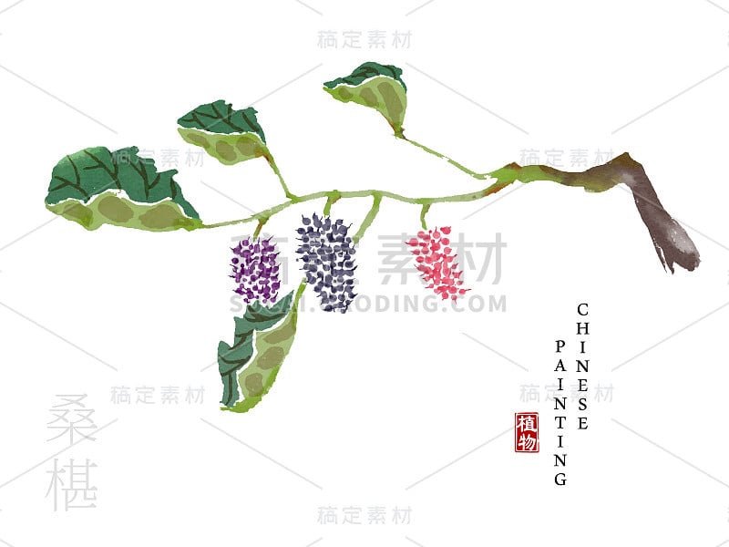 中国水墨画艺术插图自然植物《诗经》桑树。植物和桑树