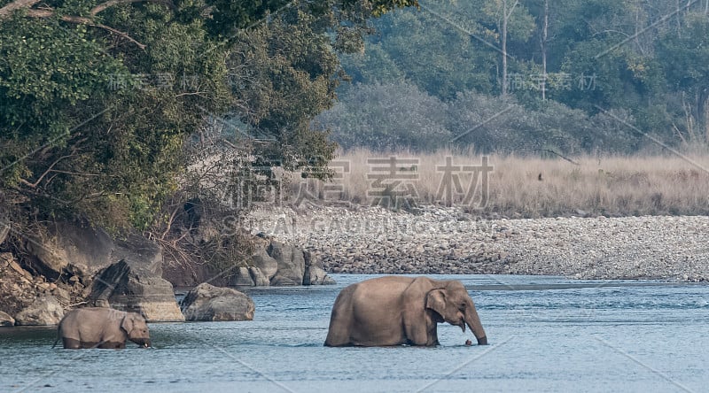 亚洲象过河