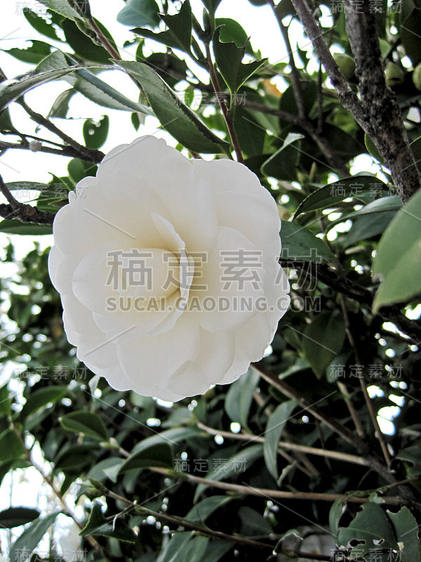 白色山茶花花