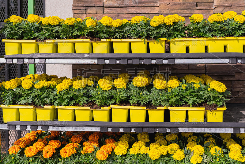 金盏菊(Calendula officinalis)花盆中的花