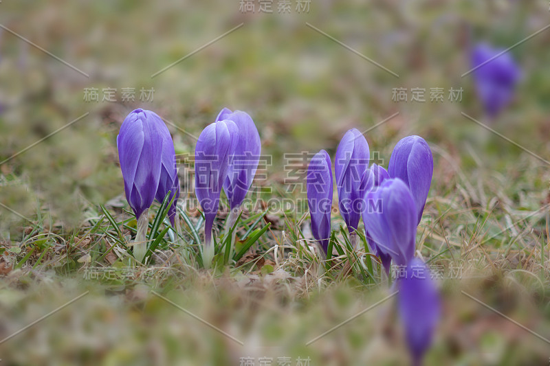 紫色的藏红花在早春的花园里