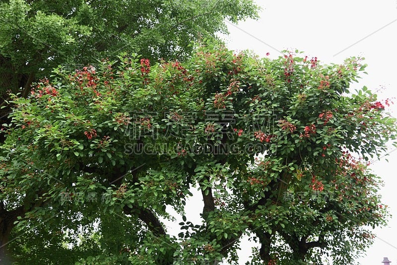 鸡距珊瑚树