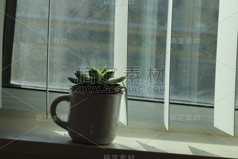 cute succulent in a coffee mug