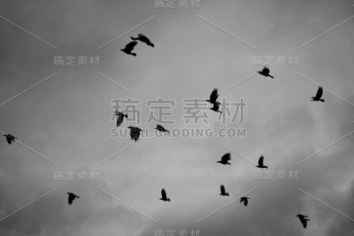鸟儿在天空中飞翔