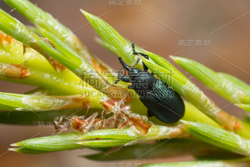 象鼻虫，松针上的额麻蝇