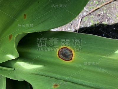 褐色和黄色的叶斑