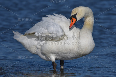 疣鼻天鹅自满