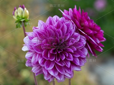 花园