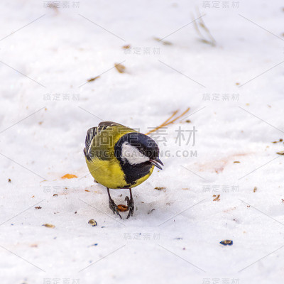 雪中的山雀