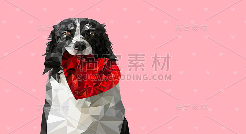 低多边形矢量插图:狗持有红心。黑白边境牧羊犬甜蜜浪漫的情人节贺卡，婚礼公告等。粉红色的背景和小的心。