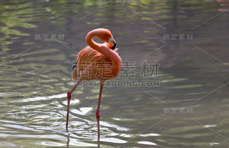 粉红色的火烈鸟在大自然的池塘里