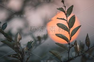 叶子在日落