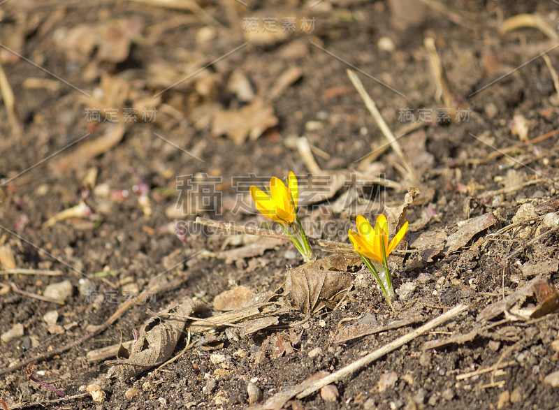 两种黄色番红花(番红花长花)，春天初开