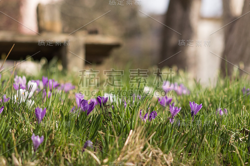 番红花——春天的花