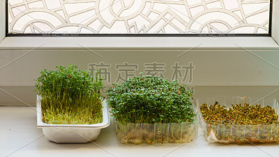 把水芹放在窗台上的一个临时罐子里