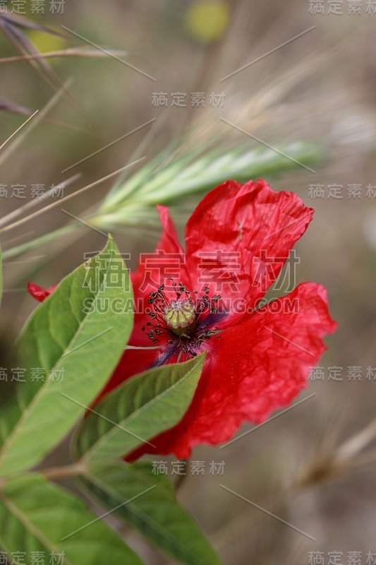 令人惊异的红色罂粟花在模糊柔和的背景