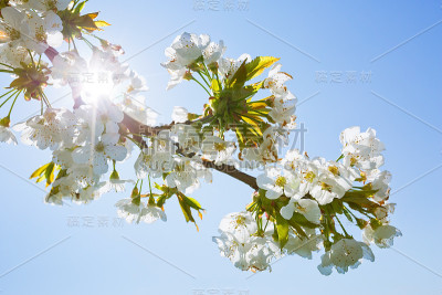 樱花。