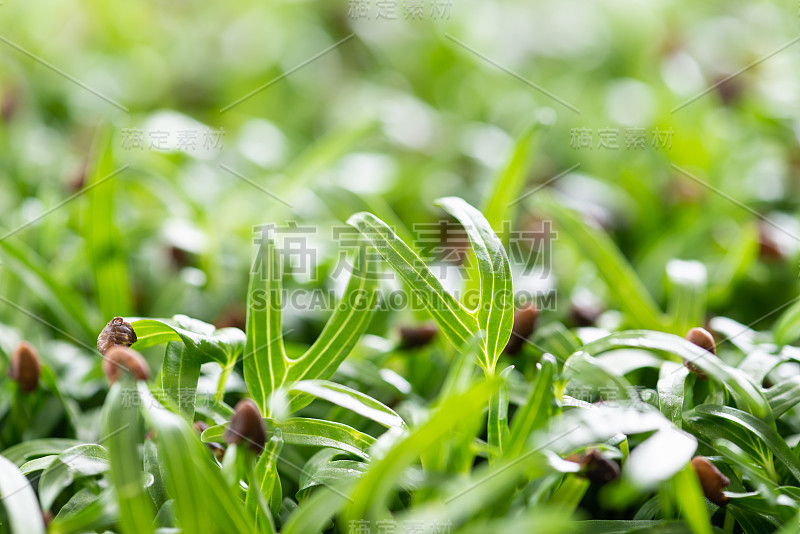 水菠菜芽和菠菜发芽