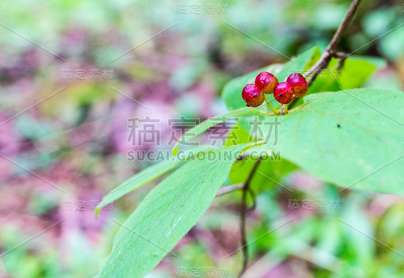 毒浆果，挥金银花。背景、自然。