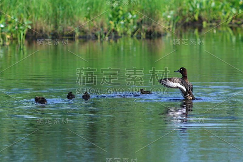 Aythya fuligula。夏季的一天，亚马尔半岛上的一窝小鸭