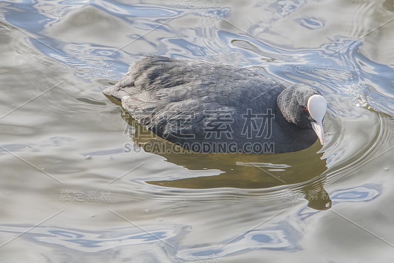 库特·摩迪顿水坝·格林诺克