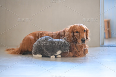 英国短毛猫和金毛猎犬