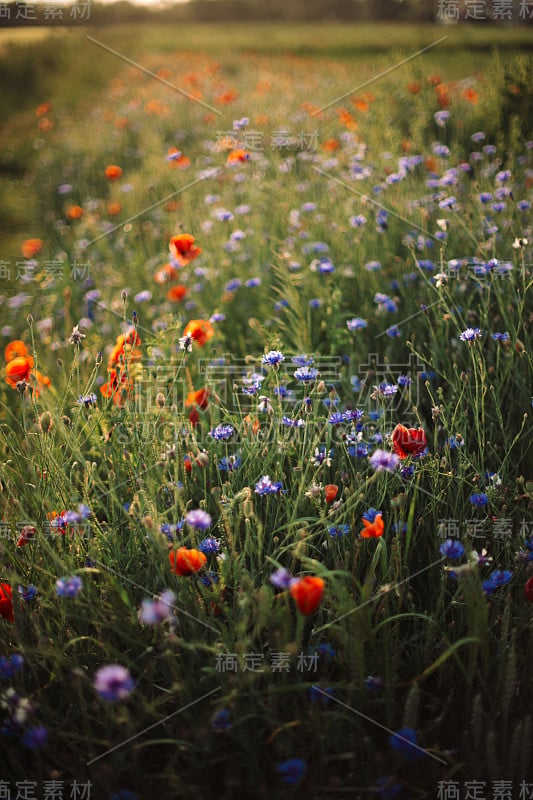 夏日草地上，夕阳下的罂粟花和矢车菊。大气美丽的时刻。副本的空间。温暖的阳光下的野花，乡间的鲜花。农村