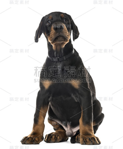 小狗杜宾犬坐着，7周大，孤立在白色