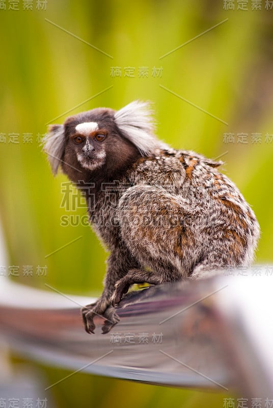 Sagui