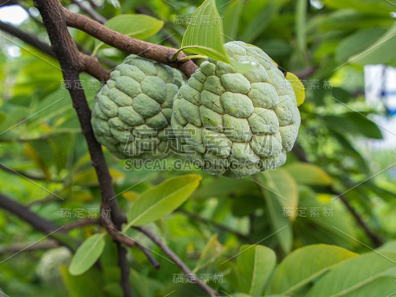 奶油水果苹果